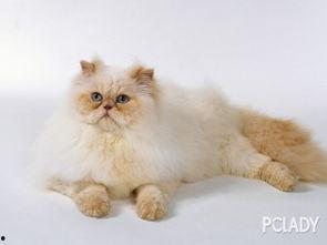 热点爆料猫猫视频下载,热点爆料背后的下载攻略  第1张